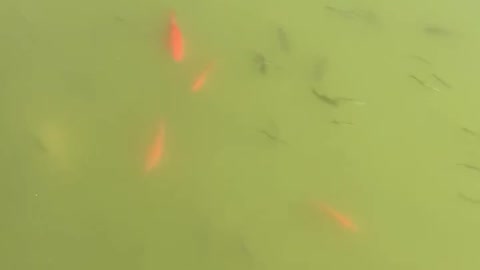 There are many small fish in the river