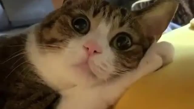 Cute Beautiful Baby Cat sleeping In fresh mood