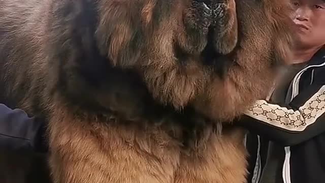 Giant Dog