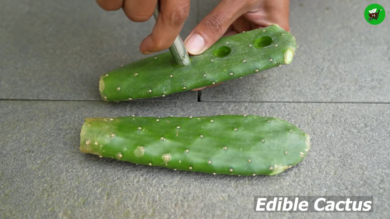🌿Grow Lemon Tree from Cutting Faster with These Pro Tips!