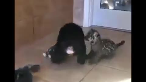 FuN Animal Video