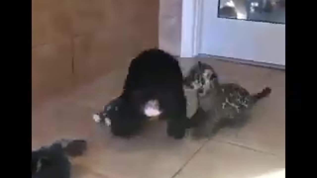 FuN Animal Video