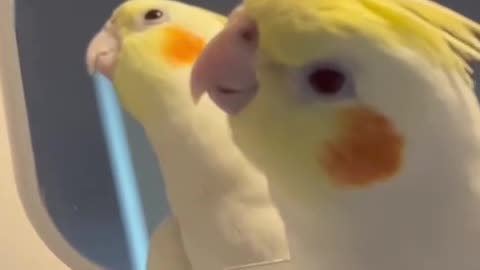 A little parrot with its own musical cells