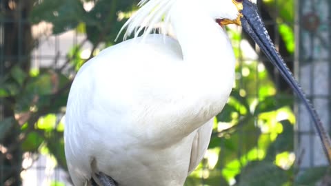 Proud Spoonbill