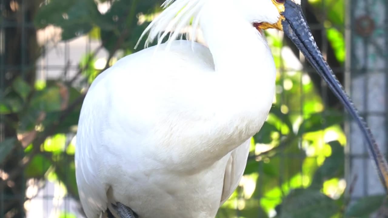 Proud Spoonbill