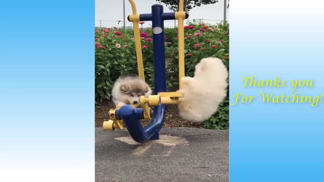 Cute Pets And Funny Animals Compilation serries 4