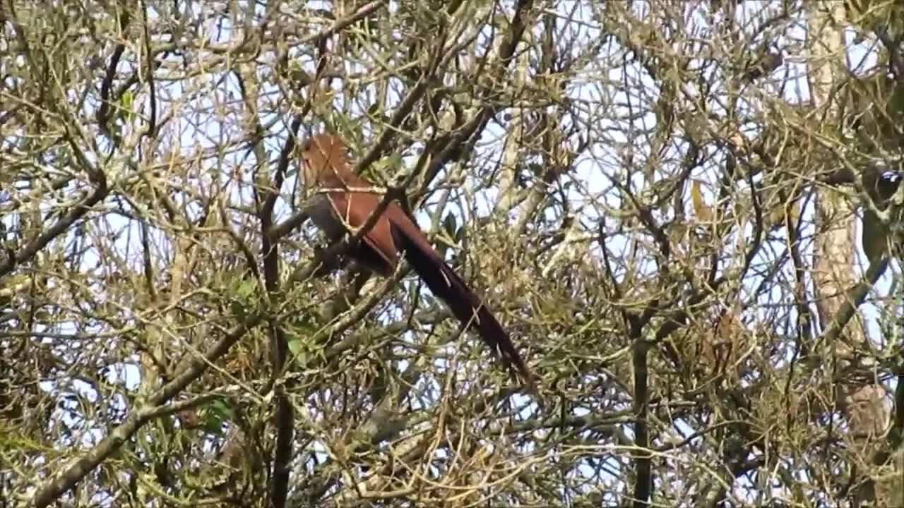 Alma-de-gato, Squirrel Cuckoo, Cuco-ardilla Comùn - (Piaya cayana)