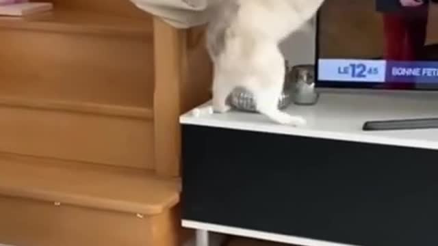 Top trending funny cats video