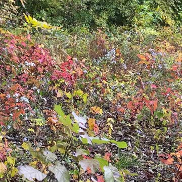 Natural beauty at Brown County State Park