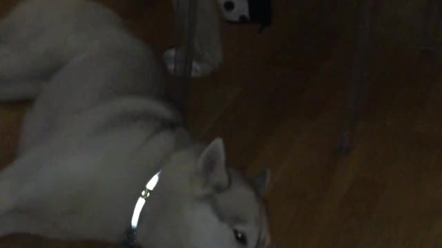 Husky enjoying pipe music