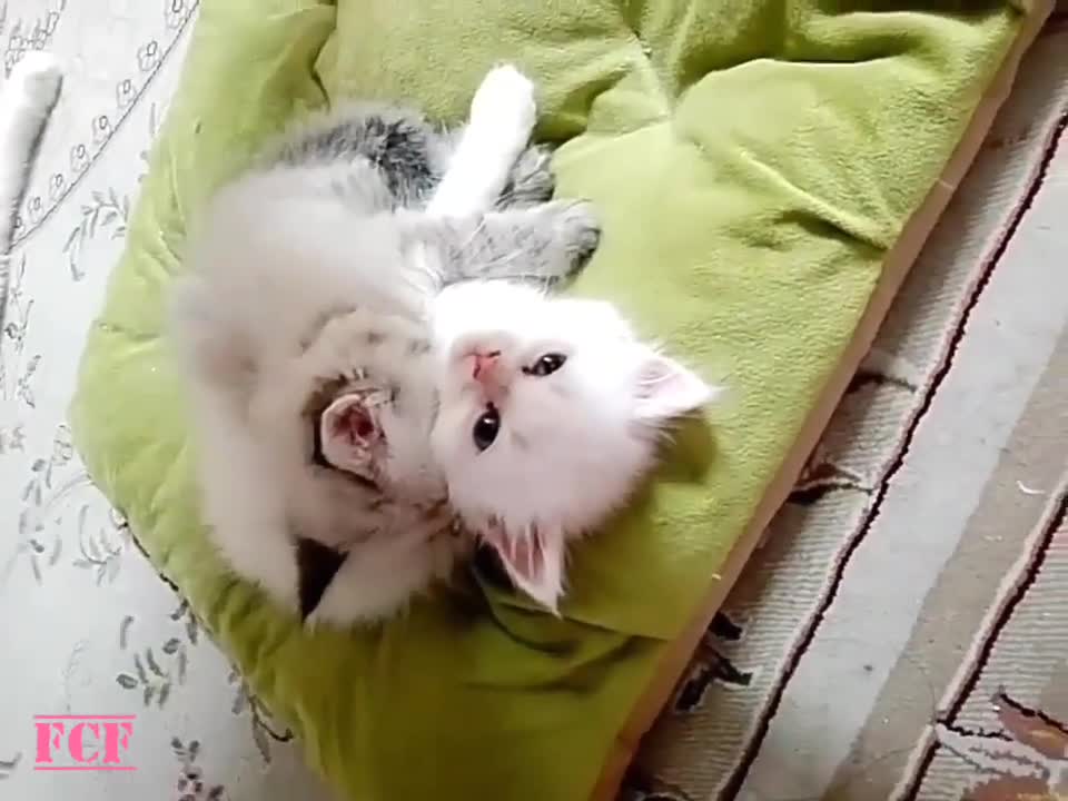 Lovable Kitties