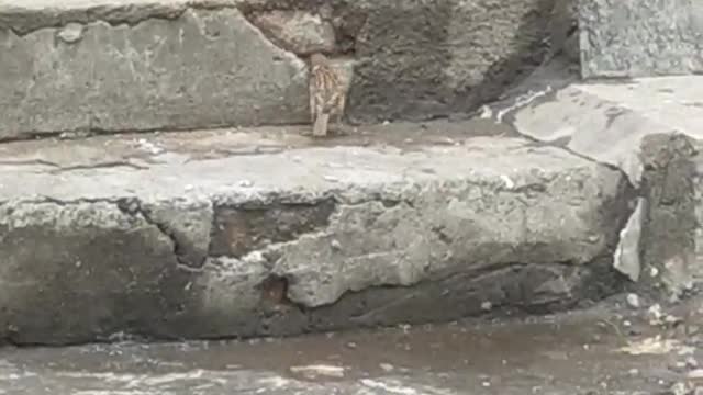 little sparrow looking for food
