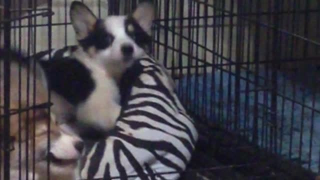 Corgi Doesn't Want Siblings Playing in Her Bed