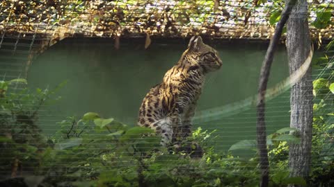 The land cat sitting in the wild