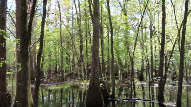 Francis Marion National Forest #travel #digitalnomad #blogginglife