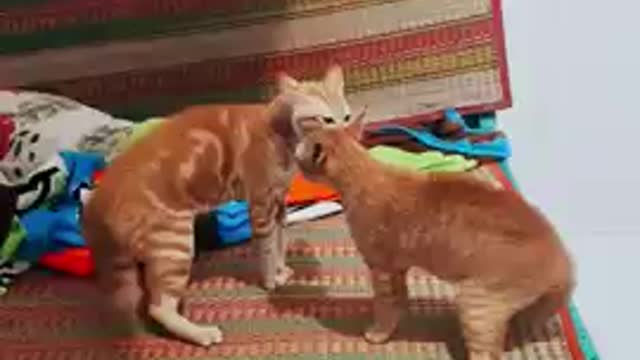 These two cats are always good brothers except fighting time🤣🤣