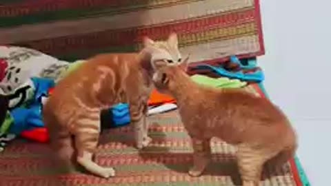 These two cats are always good brothers except fighting time🤣🤣