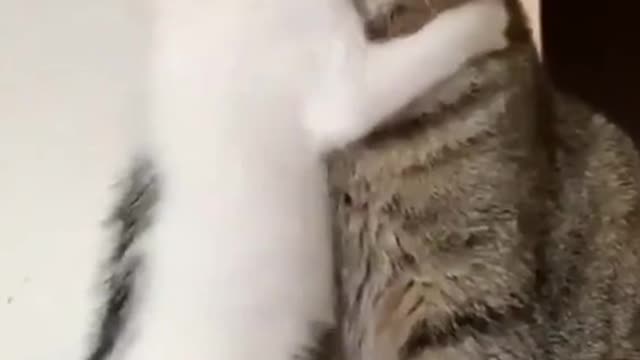 Funnycat fight