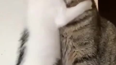 Funnycat fight