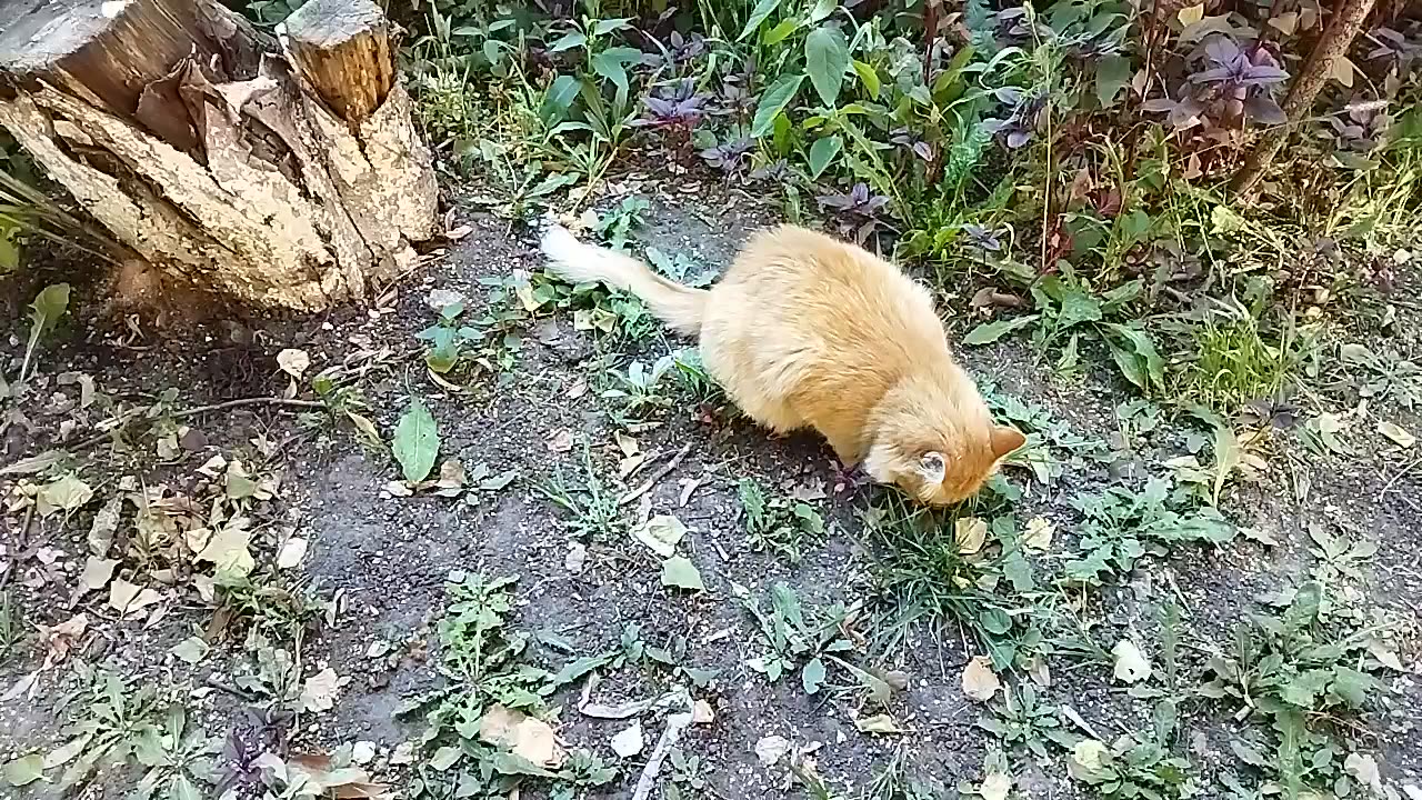 A ginger cat is walking on the street