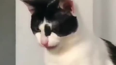 Funny Cats