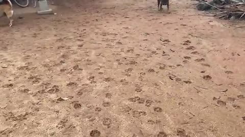 Epic Laughs: Funny Dog, Hilarious Puppy, and Adorable Baby Shenanigans!"