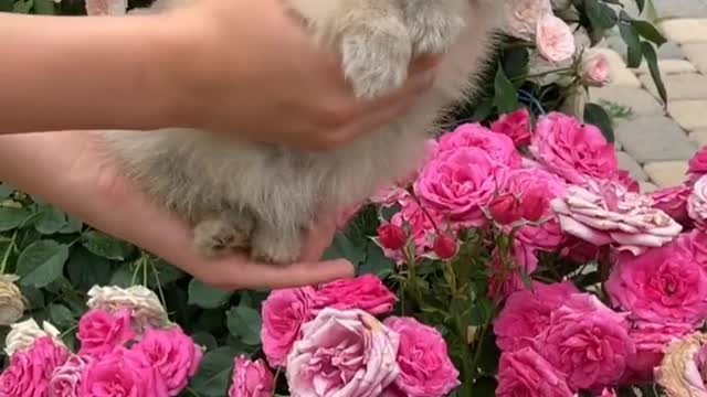 Charlie sniffs flowers