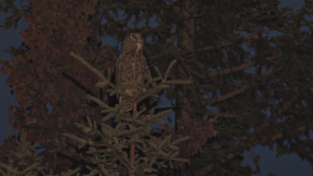 Great Horned Owl in a Tree