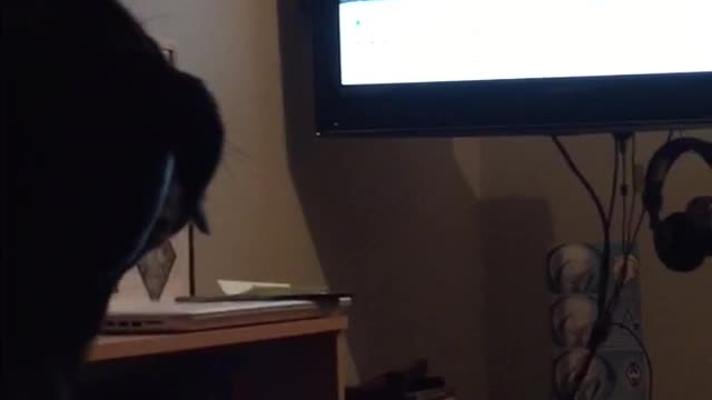 Black dog barks at star wars tv