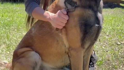 Undercoat Rake Dog Brush #dog #belgianmalinois #doglife