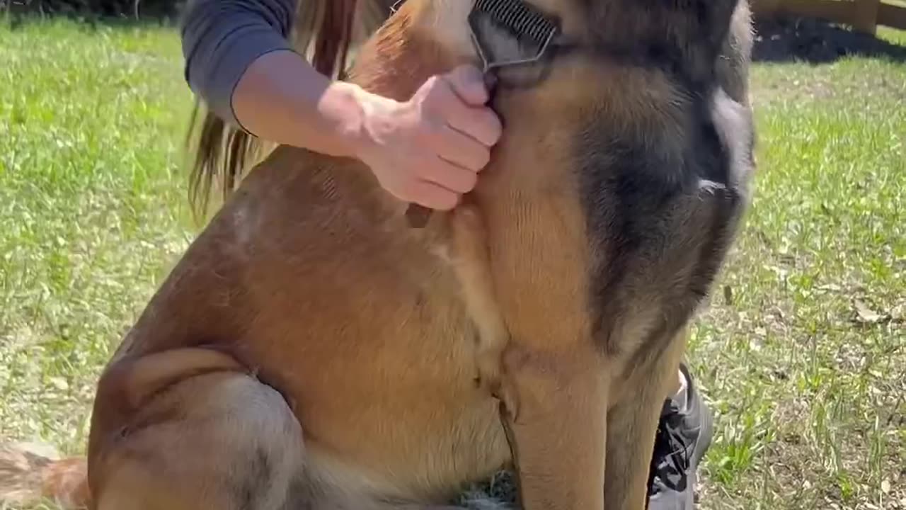 Undercoat Rake Dog Brush #dog #belgianmalinois #doglife