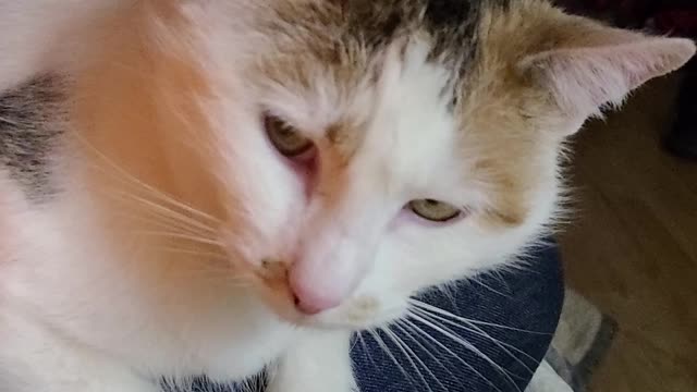 Callie The Cat