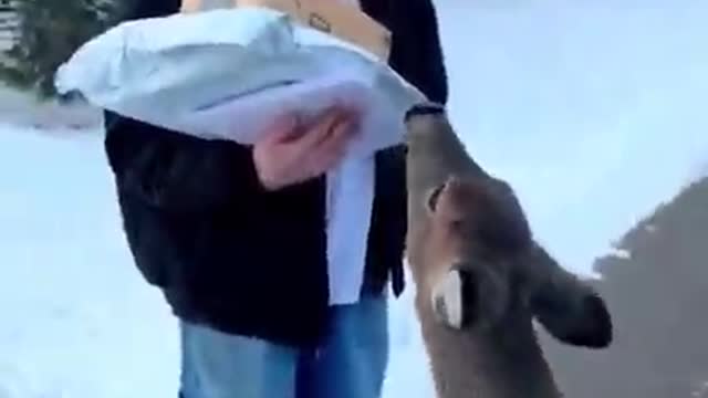 Deer adorably interacts with everyone without hesitation. 😍😍