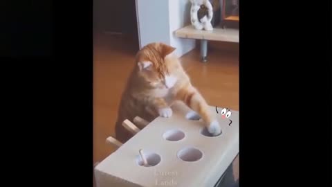 Animal Funny video