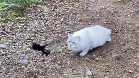 Cute Cats & Funny Cats 😍😍😅😅 #cats #reels #shorts #viral #pets #cat #mmvcats