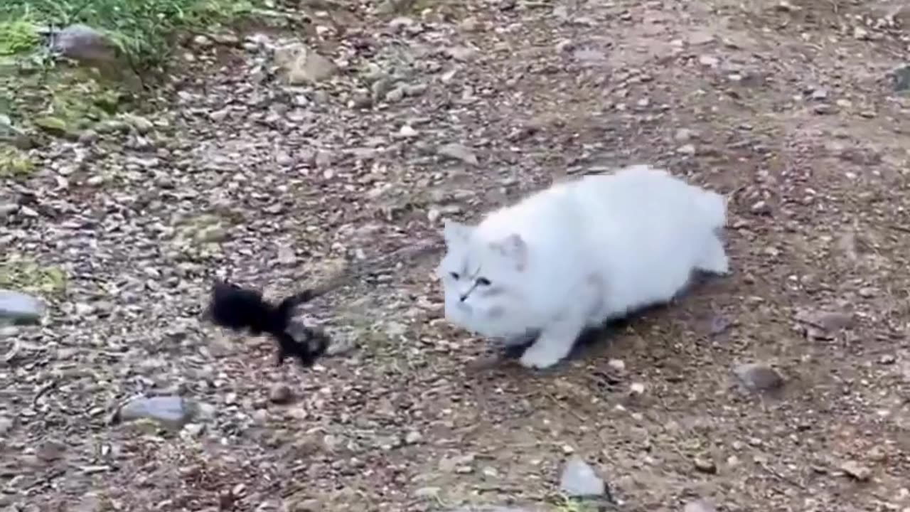 Cute Cats & Funny Cats 😍😍😅😅 #cats #reels #shorts #viral #pets #cat #mmvcats