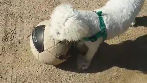 My cute little cub who likes balls
