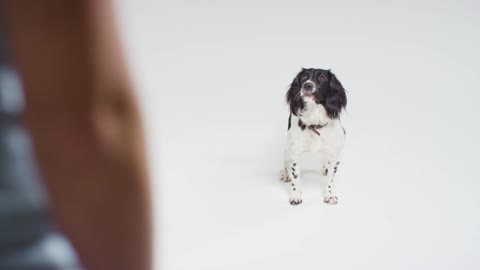 High Angle Shot of Dog Playing