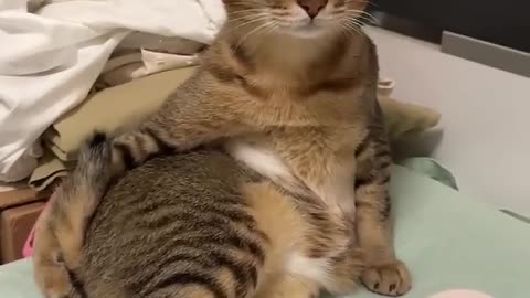 Crazy Funny Cats Videos Latest Funny Cats Shorts Clips