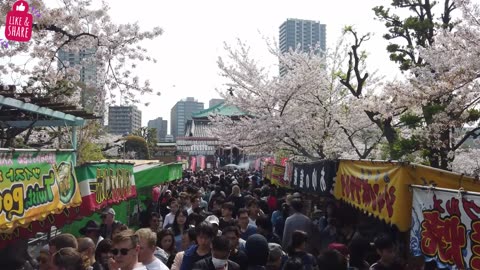 Walking Tour of Meiji Jingu Shrine