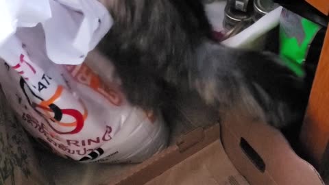 Cat trying to steal my RICE