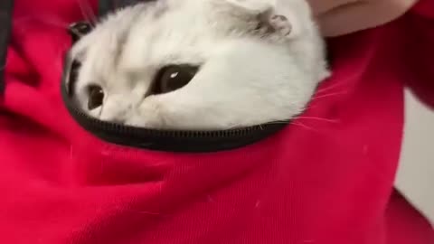 #cat