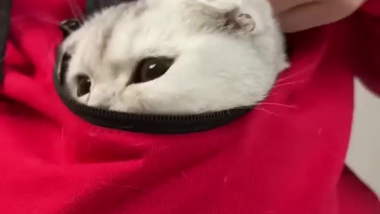 #cat