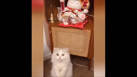 FUNNIEST ANIMALS 😹