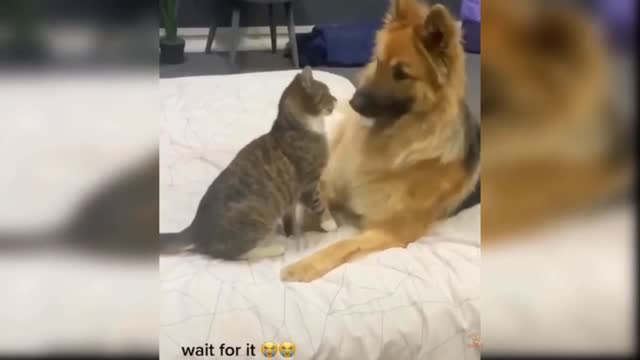 Cat and Dog very funny fight video.