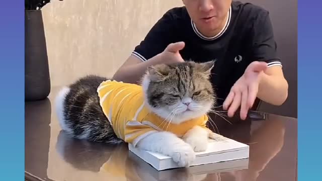 Cute and Funny Cat Videos Compilation 2021_#shorts