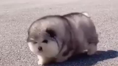 Fluffy puppy needs to lose weight