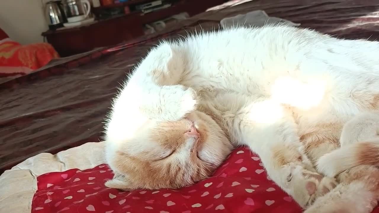 sleeping cat