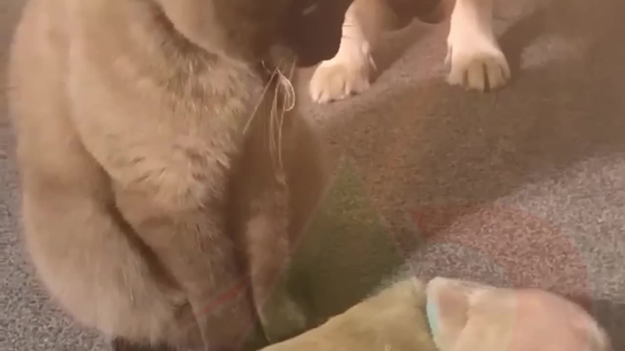 Cat and Dog friendship kiss