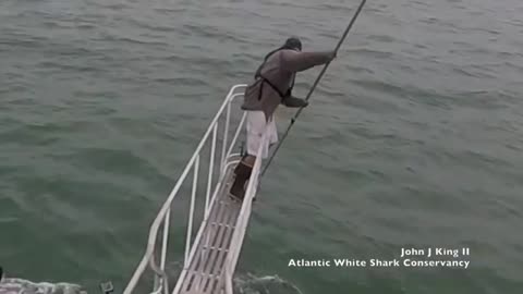 White shark surprise breach off Wellfleet, MA (7-30-18)